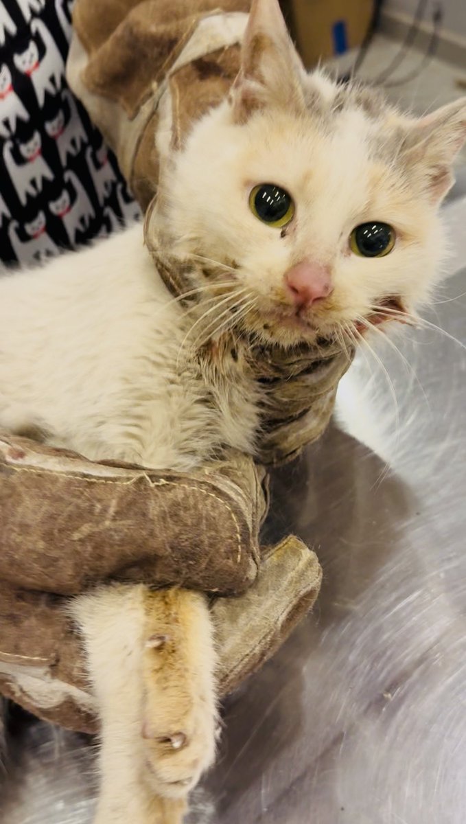 AĞRI İÇİNDEKİ KEDİYE YARDIM ELİ UZATIN 🙏🥺 ZÜMRÜT ü 21 bin kişi izledi sadece bir kişi yardım etti gerçekten bu çok kalp kırıcı 💔 TEDAVİYE DEVAM EDEMİYORUZ …