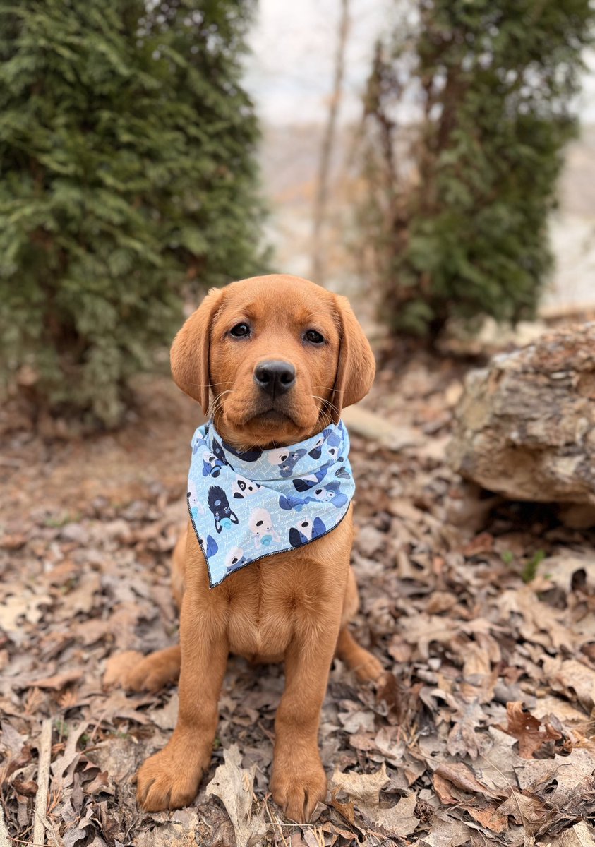 Arći (In memory of AZLAN🌈) tweet media