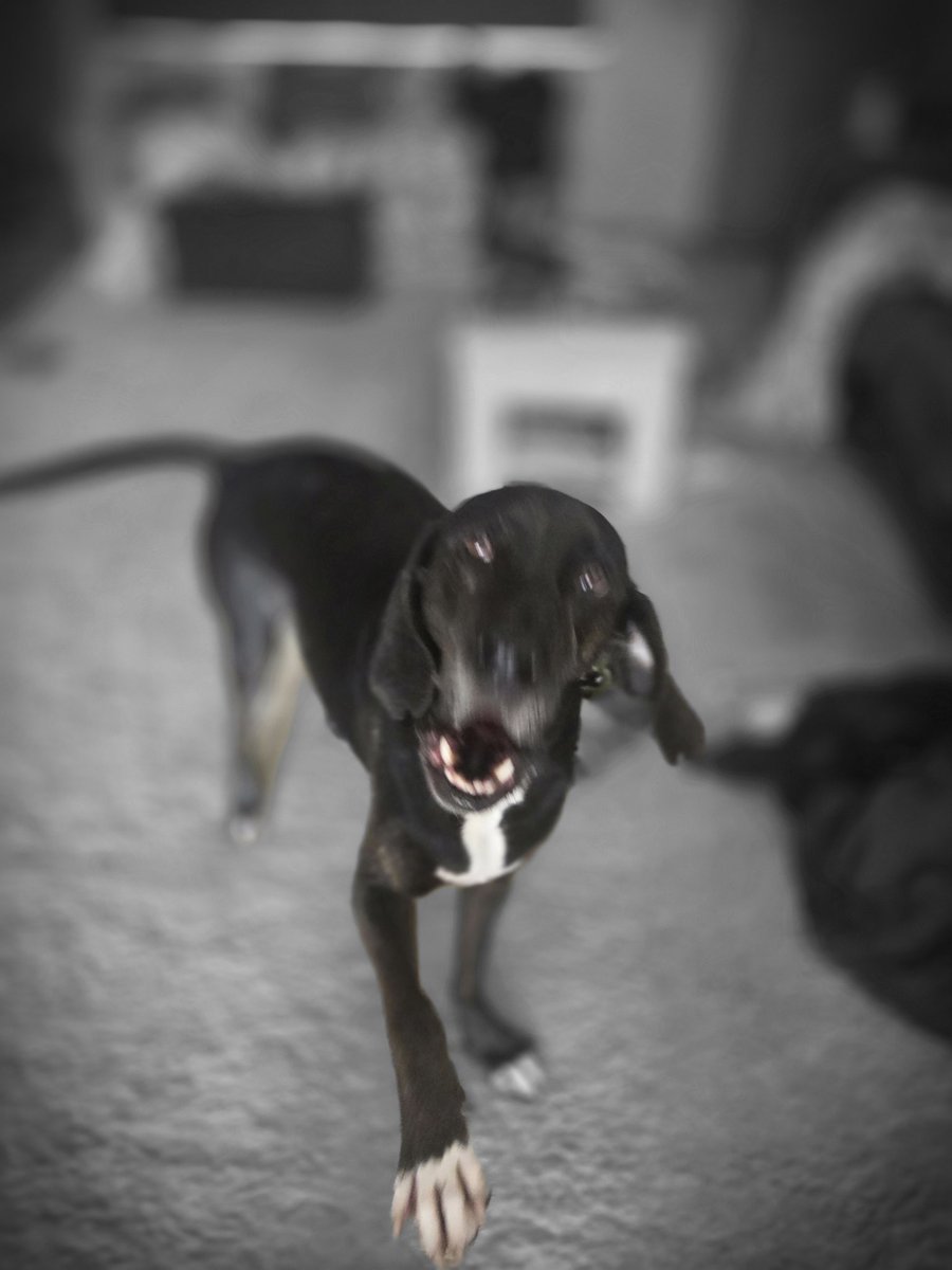 Justinpnn65's tweet photo. My boy woke up with some serious sass!

#dogs #rescuedogs #AdoptDontShop #rescue #rescuedog #plotthound #treeingwalkercoonhound #coonhound https://t.co/PalsFmLRGy