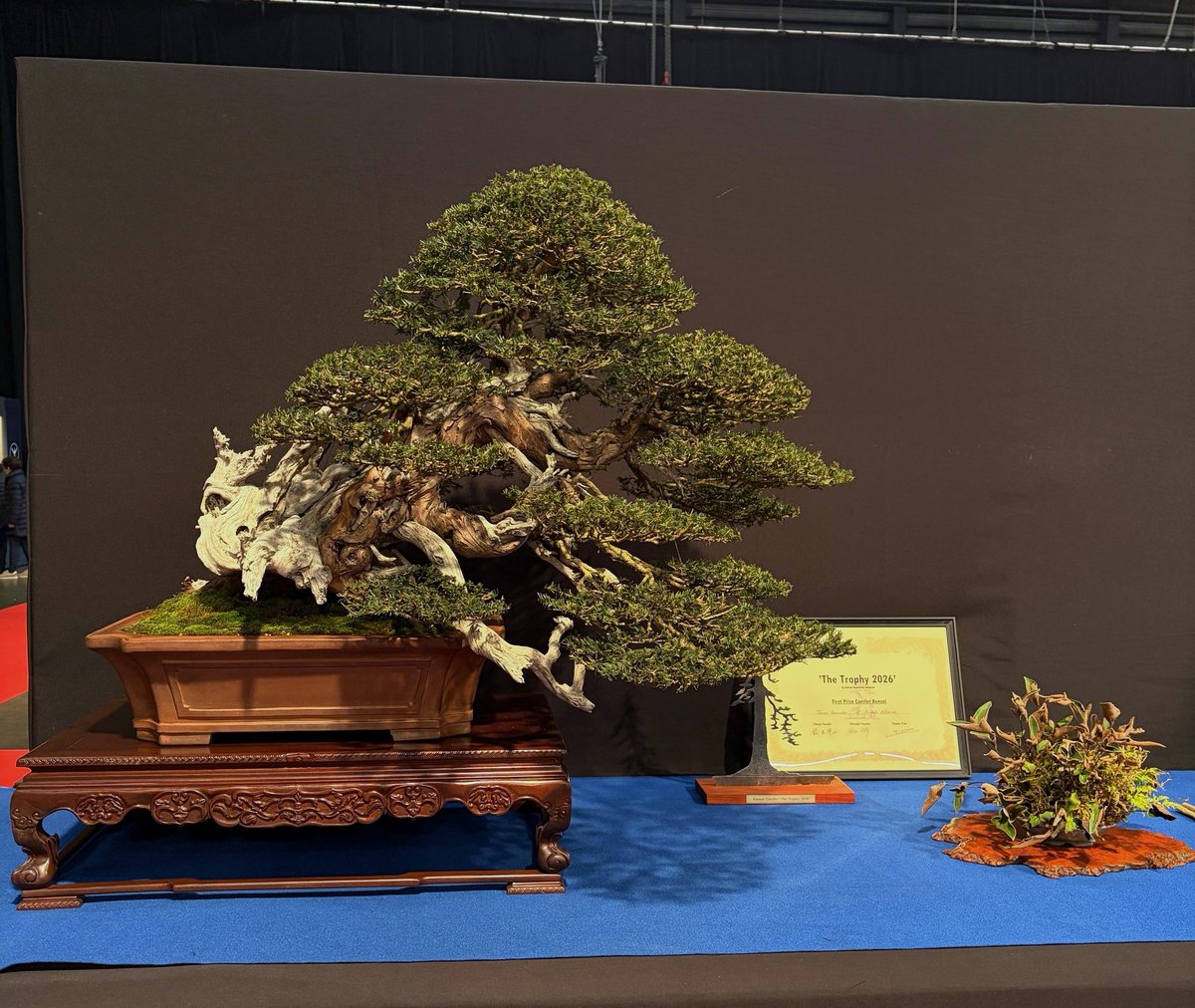 bonsaiempire's tweet image. The winning trees from this year's Trophy exhibition, Europe's largest Bonsai event - showcasing what Europe has to offer to the Bonsai world :-) #bonsai #bonsaiempire