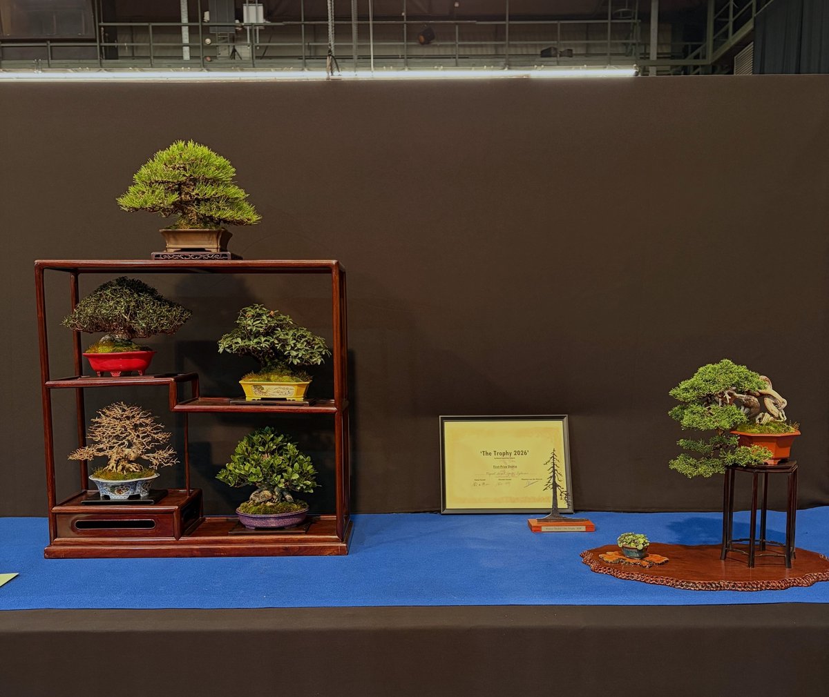 bonsaiempire's tweet image. The winning trees from this year's Trophy exhibition, Europe's largest Bonsai event - showcasing what Europe has to offer to the Bonsai world :-) #bonsai #bonsaiempire