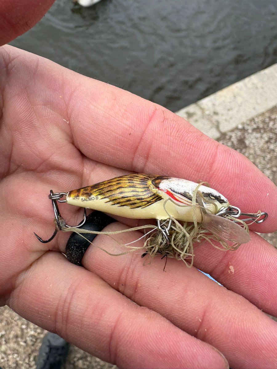 Yorkshire Swan & Wildlife Rescue Hospital tweet media