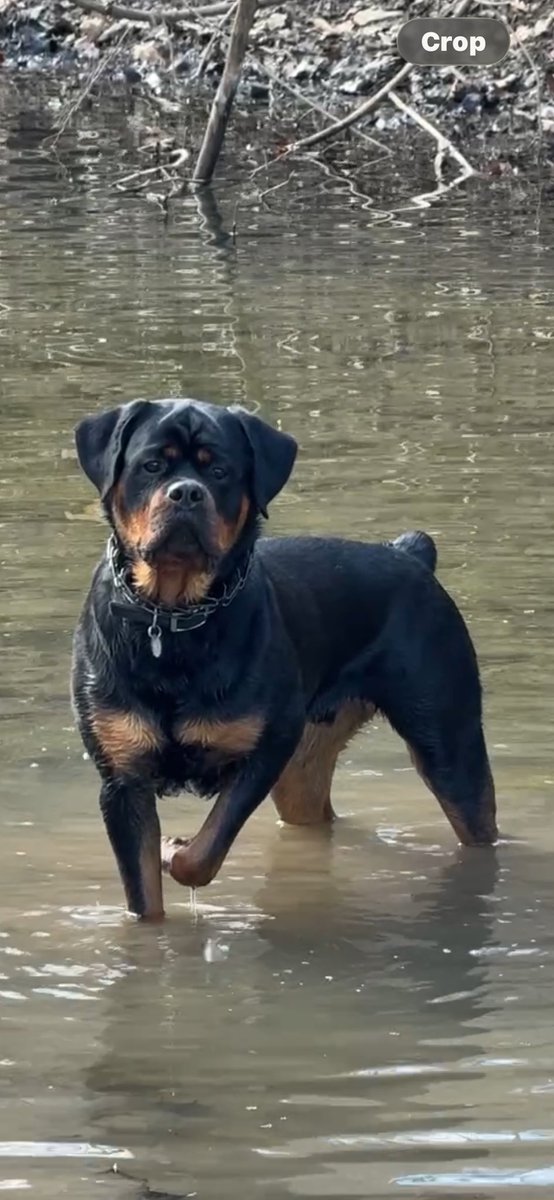 Rick Borntreger tweet media