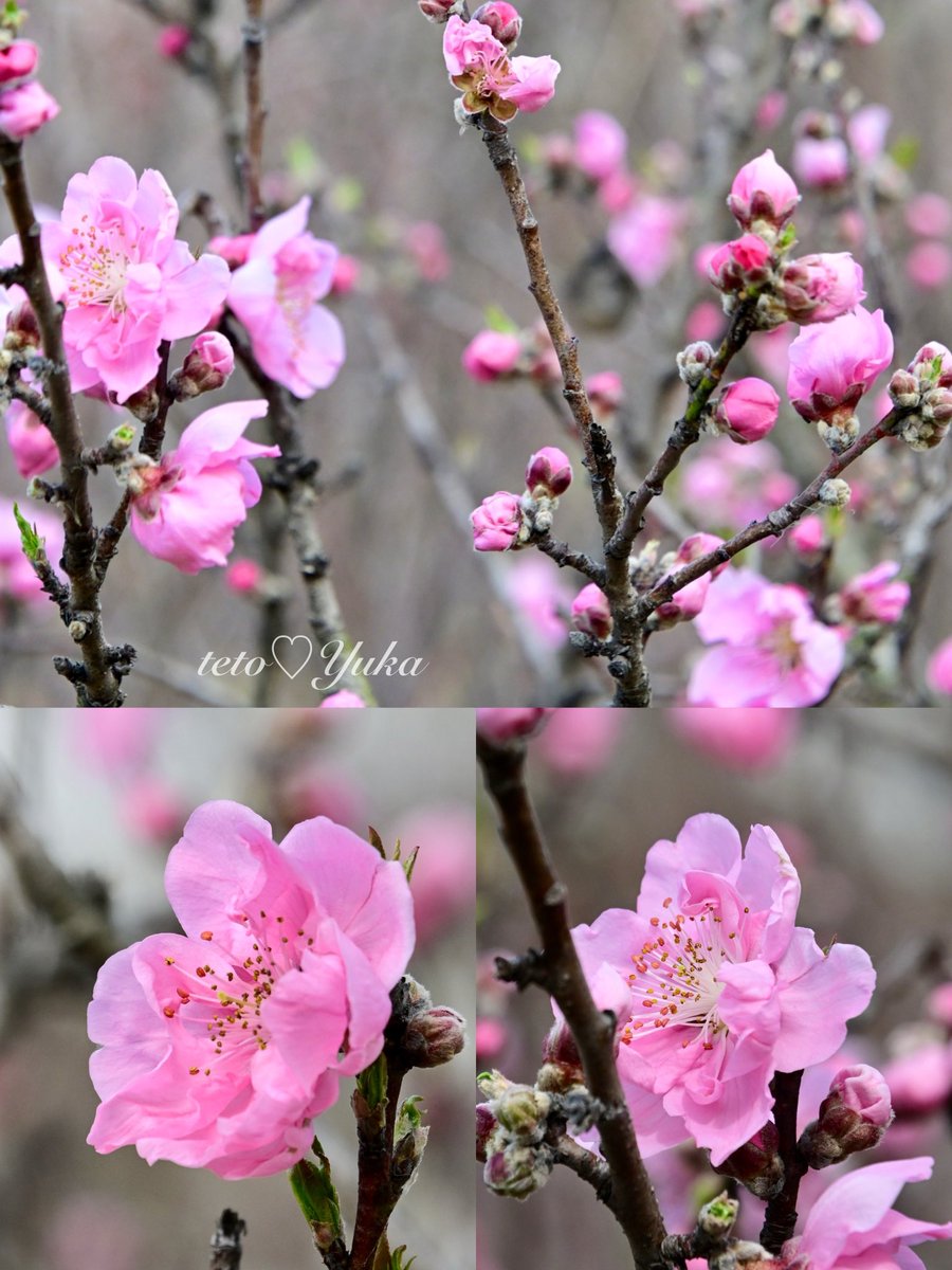 Nature Plants_hana_ Community on X - 564 Members