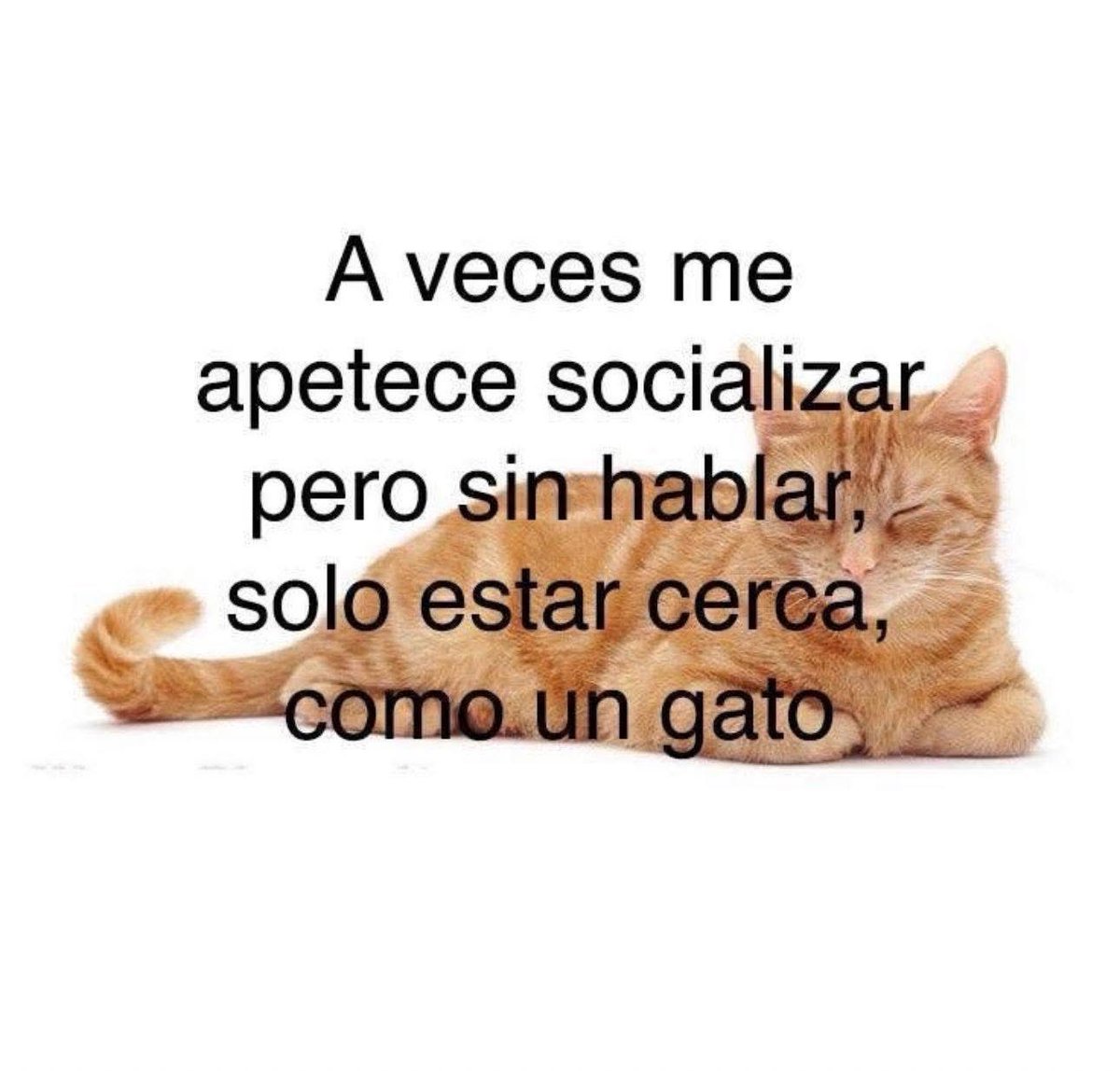 Dilo con gatitoz (@dilocongatitoz) on Twitter photo 