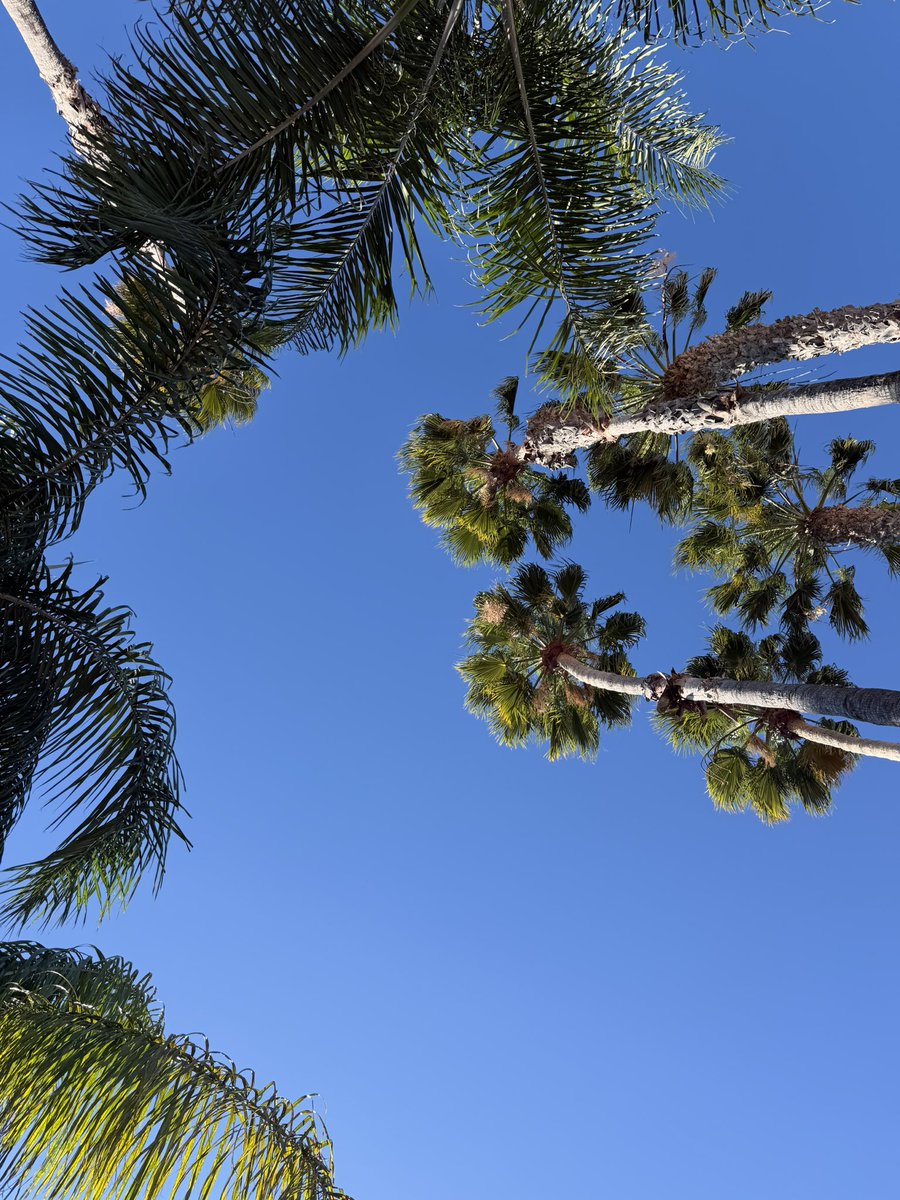 SlapJack. tweet media