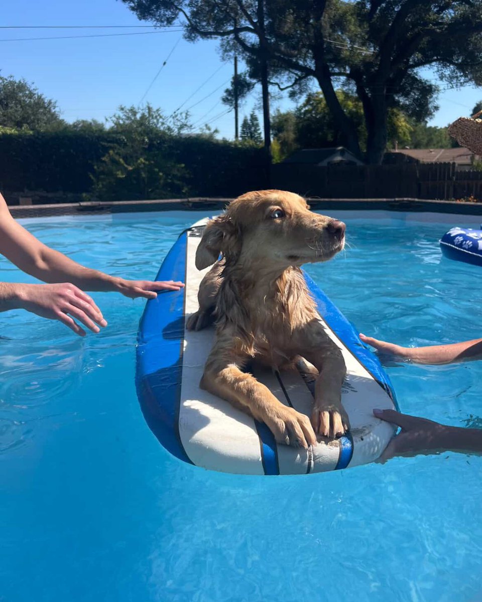 Helen Woodward Animal Center tweet media