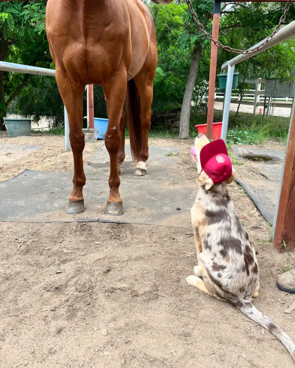 Helen Woodward Animal Center tweet media