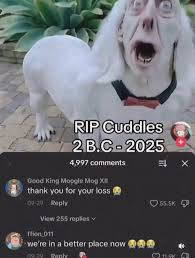 <a href="/LiteralMem3s/">literal memes</a> Original btw