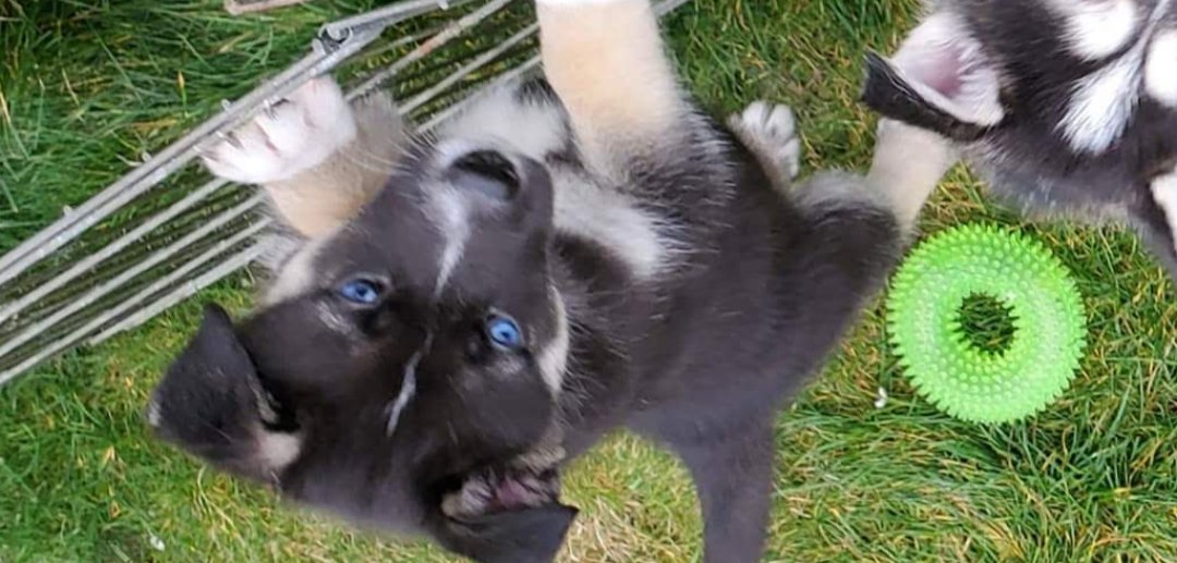 sharlyn1121's tweet photo. 6 years ago, this amazing puppy chose us to be his forever family. Happy Gotcha Day, Panzer! #dogmom #huskiesoftwitter #writerlife https://t.co/rq6atvkvuZ