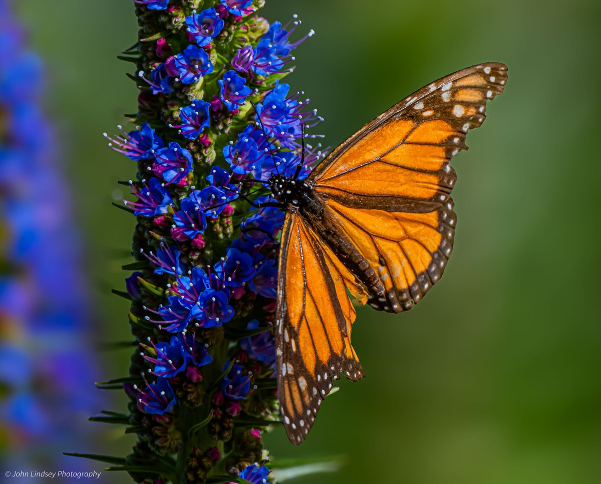Last week, I snapped this photo of a monarch butterfly stopping by the Pride of Madeira, which are already blooming in some coastal spots along the Central Coast. 📷🪻🦋

Recent model runs show little indication of any rain through mid-March, typically one of the Central Coast's