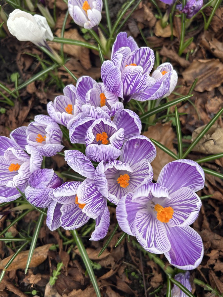 Signs that spring is here in #Harrogate today! hurrah! #spring