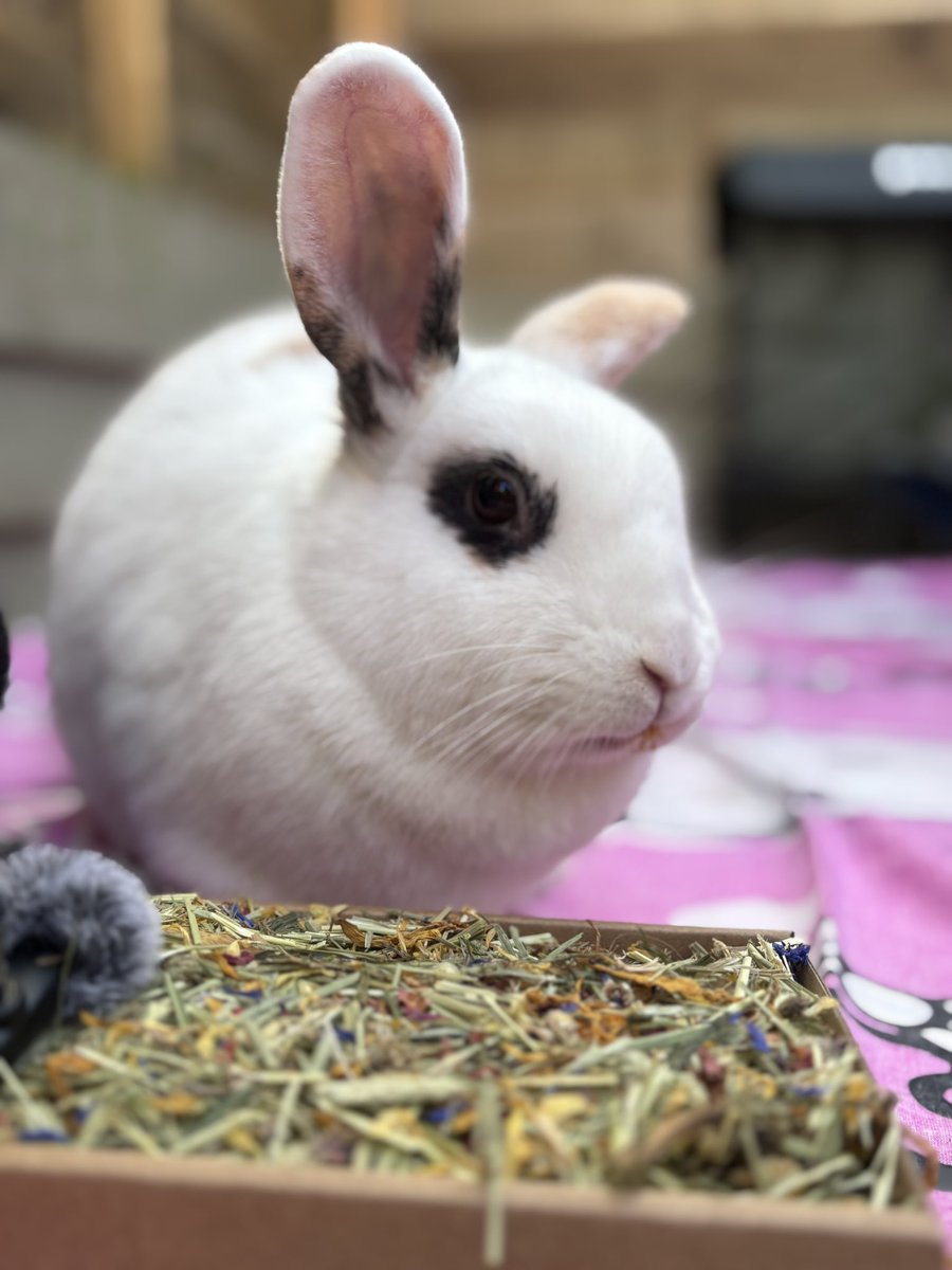 Carrot Cottage Rabbit Rescue tweet media