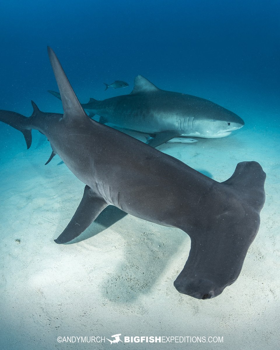 Big Fish Expeditions tweet media