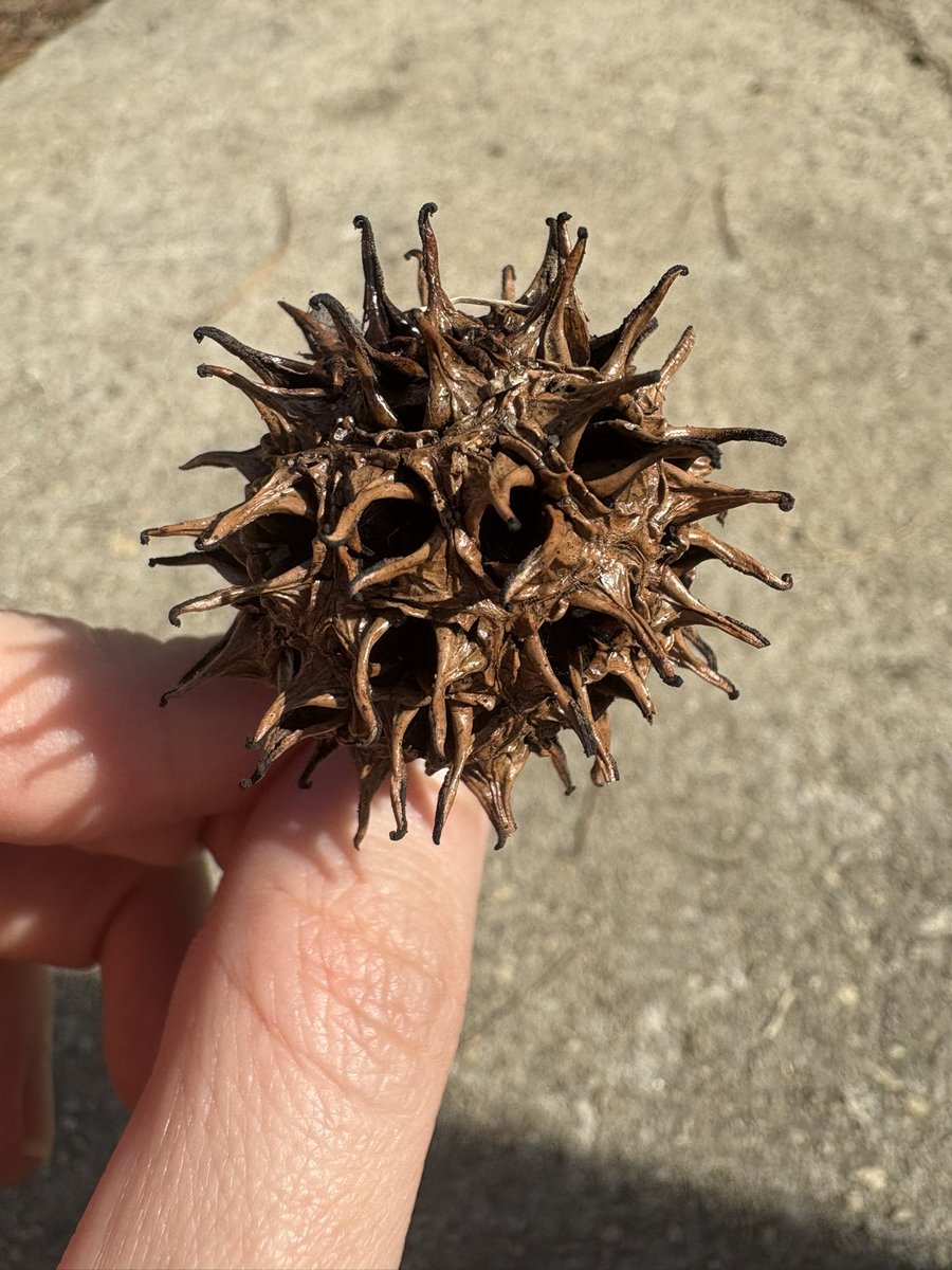 Sarah Sizzle tweet media