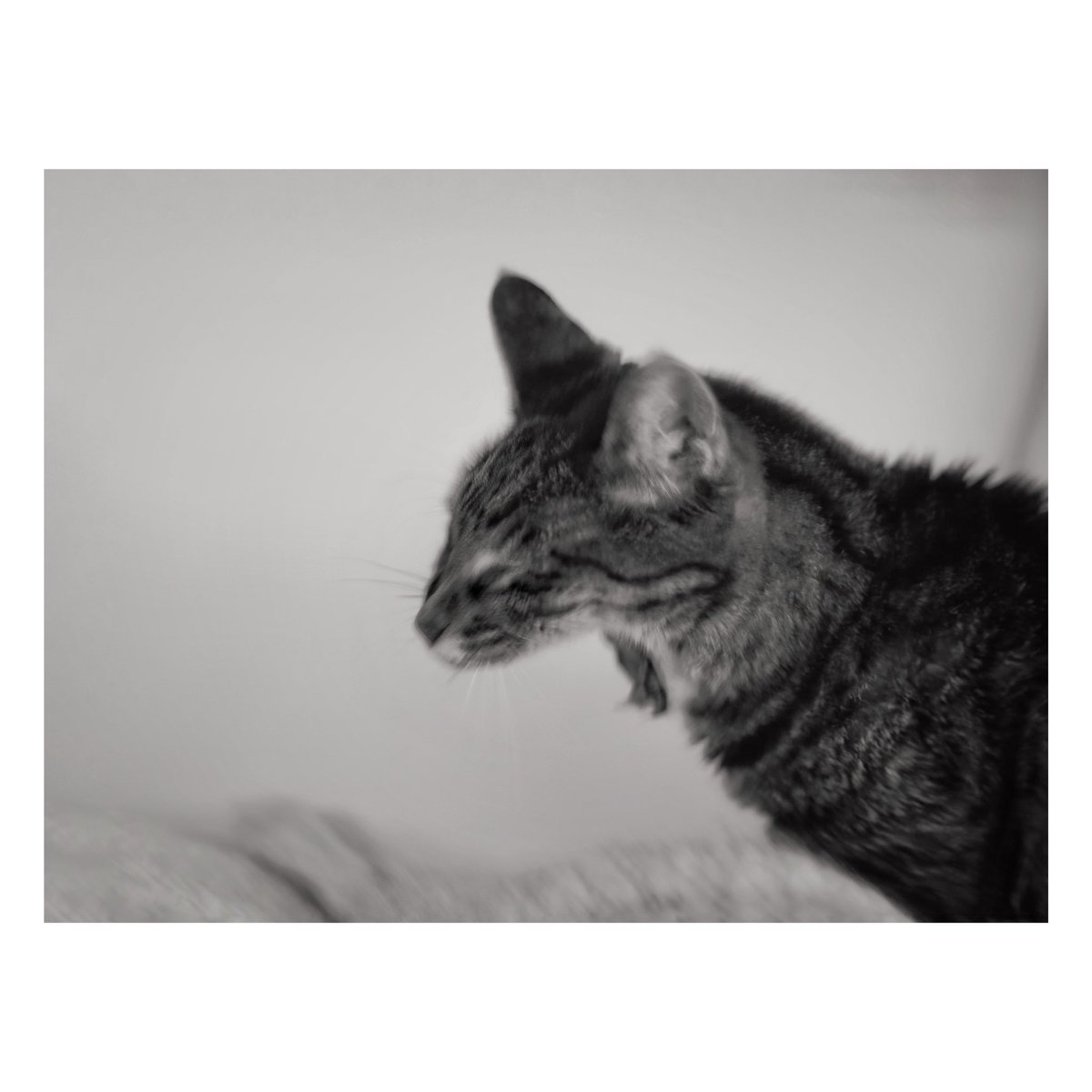 uu_np8's tweet photo. yawn
#monochrome #cat #blackandwhite https://t.co/Oly8cvaPa4