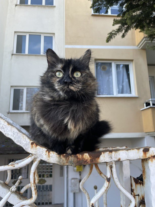 masum_gozler's tweet photo. BURSAAAAA 📢📢📢📢📢📢

1 yaşlarında müthiş uysal bir kedi, tüyleri yumuşacık, büyük ihtimal evden atılmış, sahiplenmek isteyen olursa benimle iletişime geçebilir, evinize bereket ve şans getirecek emin olabilirsiniz.

@Kendineateist39 https://t.co/Ytim8gHhPN