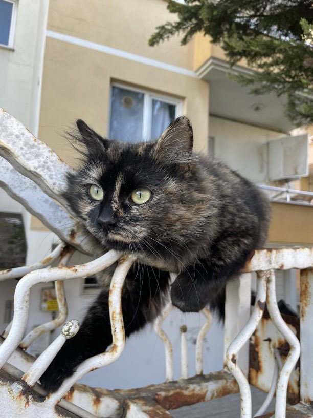 masum_gozler's tweet photo. BURSAAAAA 📢📢📢📢📢📢

1 yaşlarında müthiş uysal bir kedi, tüyleri yumuşacık, büyük ihtimal evden atılmış, sahiplenmek isteyen olursa benimle iletişime geçebilir, evinize bereket ve şans getirecek emin olabilirsiniz.

@Kendineateist39 https://t.co/Ytim8gHhPN