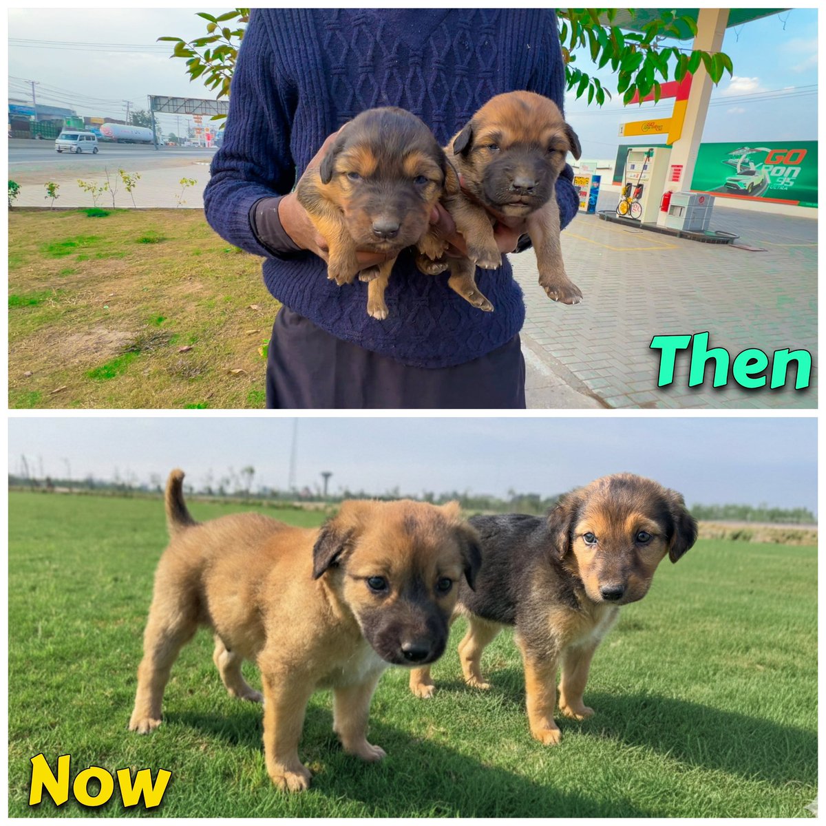 AnimalScottage's tweet photo. Meet Maya & Luna 🐾
A few weeks ago, these two little sisters were found together in a quiet roadside area, staying close to each other as if they were each other’s comfort. No mother or other puppies could be located, so both were gently brought into rescue care.

With warmth, regular feeding, and daily attention, Maya and Luna grew stronger and more confident. Thank you to our audience for always supporting us. We share updates of every rescue so you remain part of their journey.

Available for adoption. #puppy #dog