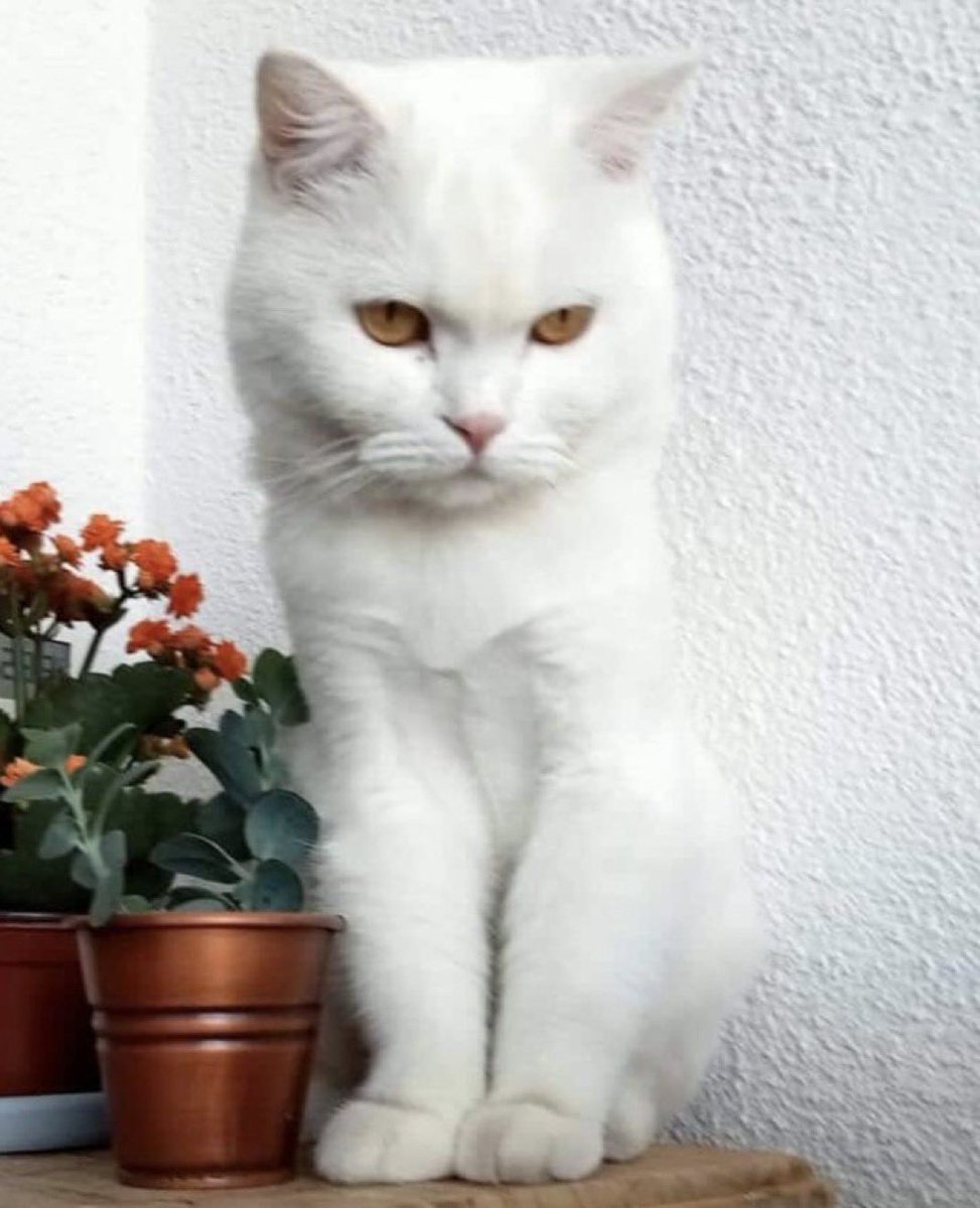 masum_gozler's tweet photo. Ad��: Cani, 4 yaşında 
Cinsiyet: erkek , british
Yer: Ankara
Kendi sağlık sorunlarımızdan dolayı yeni yuva arıyoruz. 
İletişim: 0554 358 01 55 https://t.co/gVbQ6yjJ4q