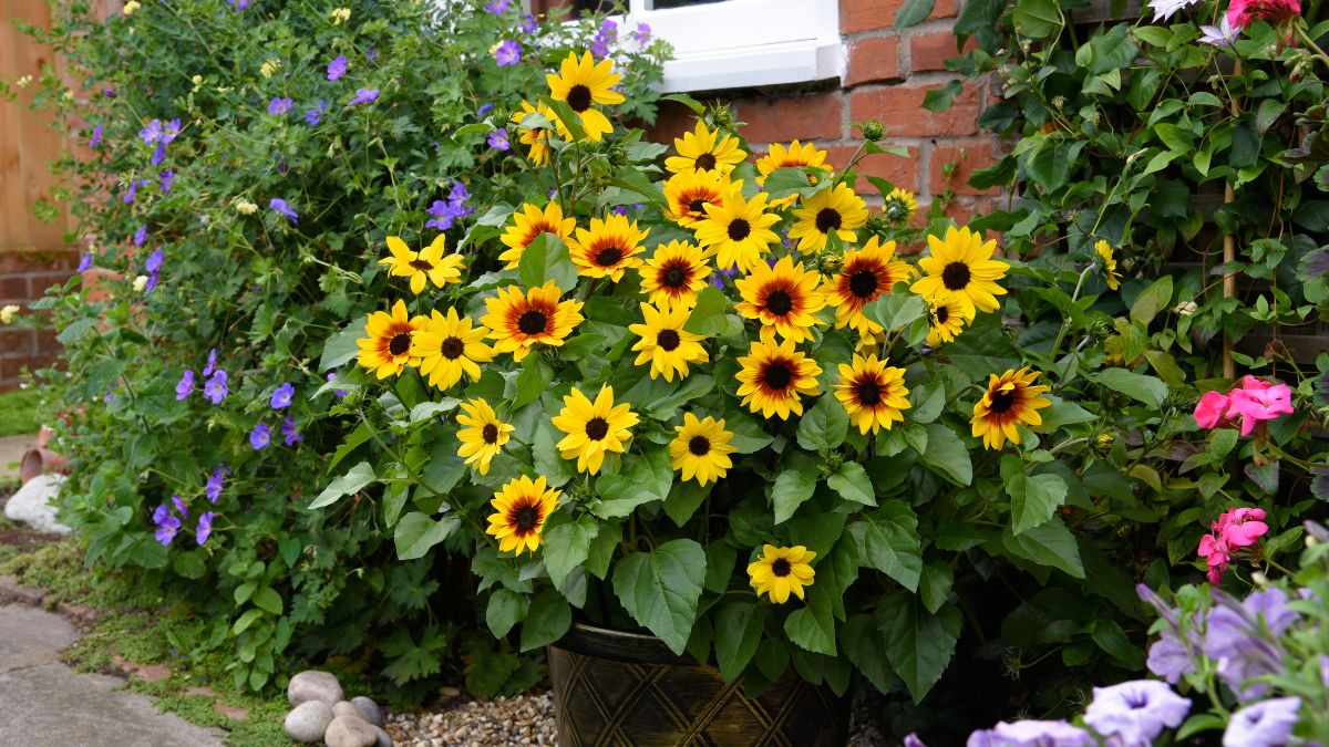 Thompson & Morgan tweet media