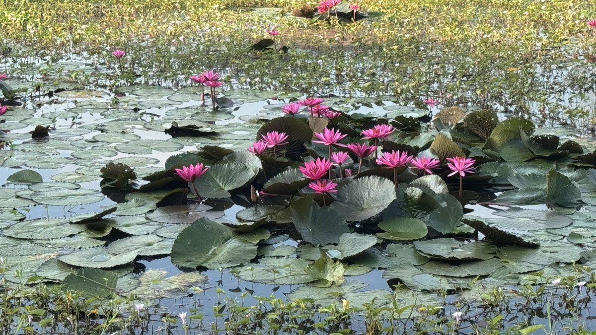 คิดถึงคุ้งพยอม คิดถึงน้ำ คิดถึงวิบวับ

#เดนดาวneverdie #คุ้งพยอม2556
#ราชบุรีที่มีวิบวับกับน้ำ 🪷⭐️✨