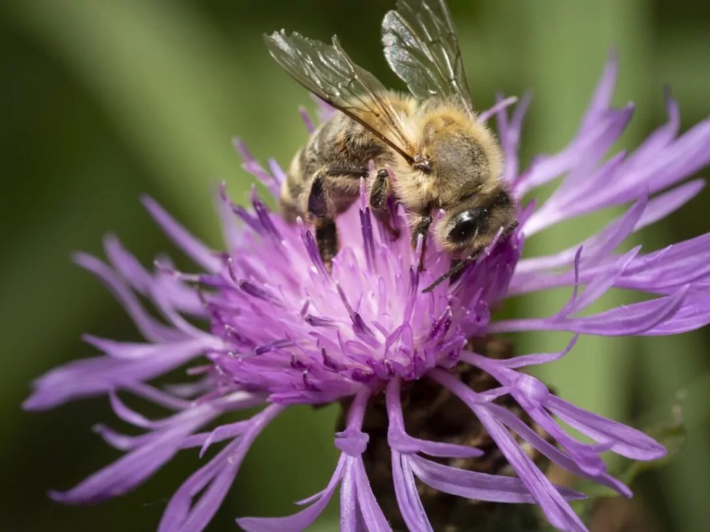 collemyria's tweet photo. En Suisse, des organisations apicoles veulent inscrire la protection des pollinisateurs dans la Constitution https://t.co/VwhRlDr51s https://t.co/gtL46H4szY