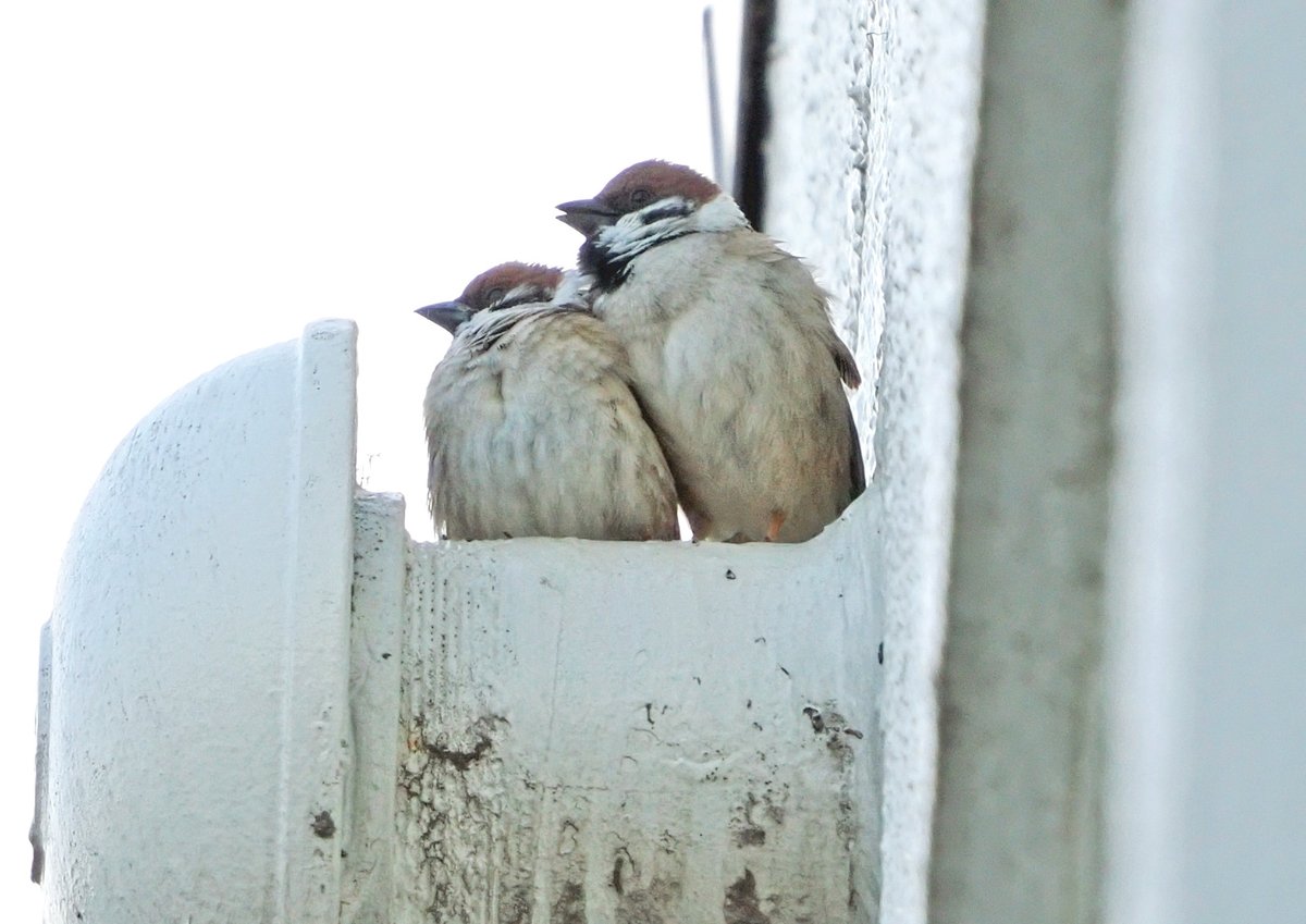 ご近所の鳥さん。#スズメ です。 「ここなら見つからないね」 「うん