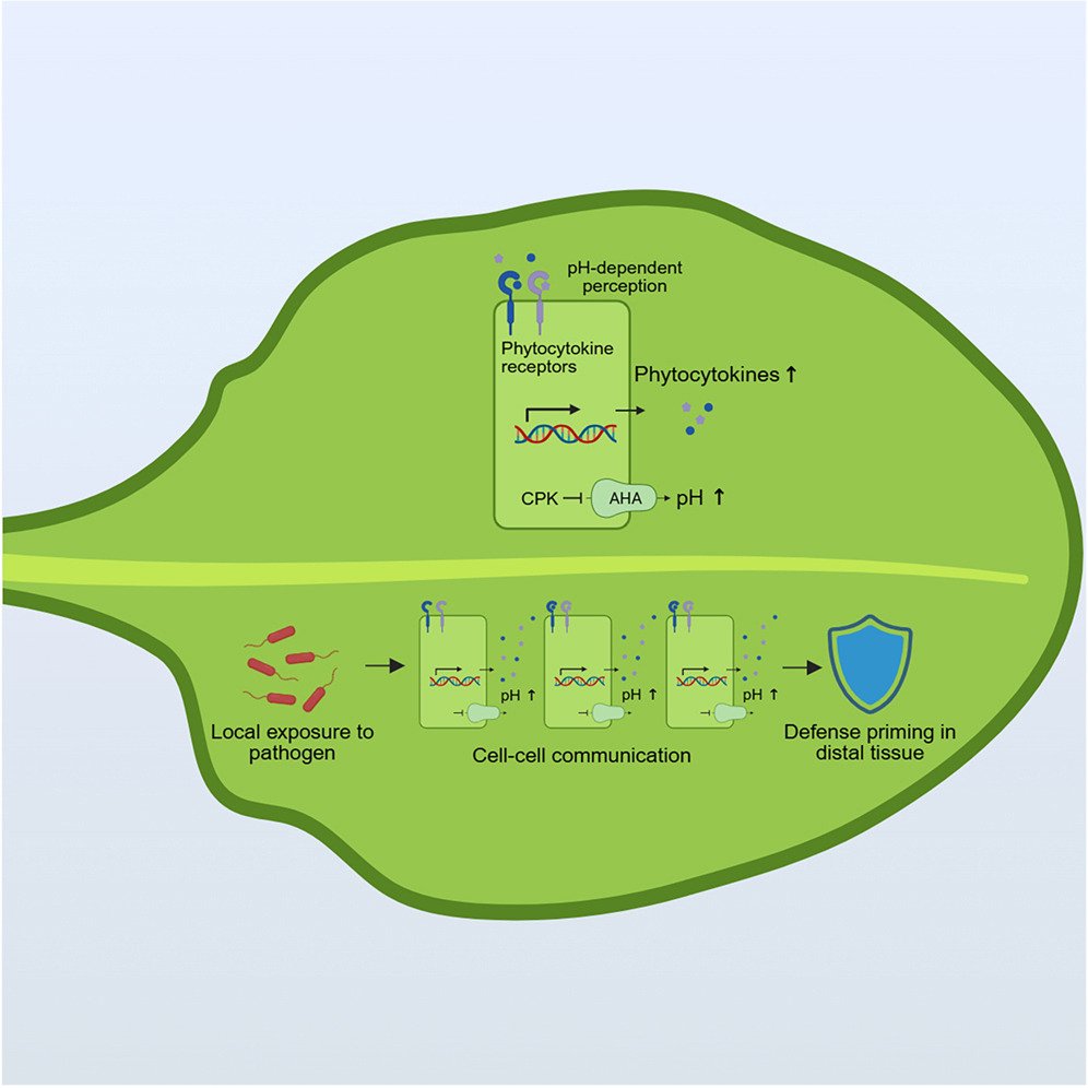 MicrobesInfect's tweet image. A regulatory network promotes apoplastic alkalinization to prime #plant #immunity in tissues distal to site of infection.

Pathogen‑induced apoplastic alkalinization and phytocytokines interact to prime distal immune defenses.

sciencedirect.com/science/articl… #botany