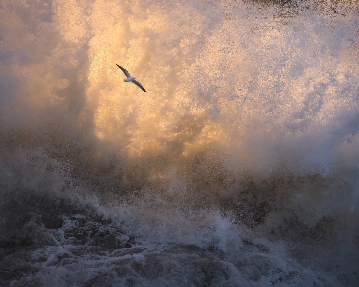 Michael Shainblum tweet media
