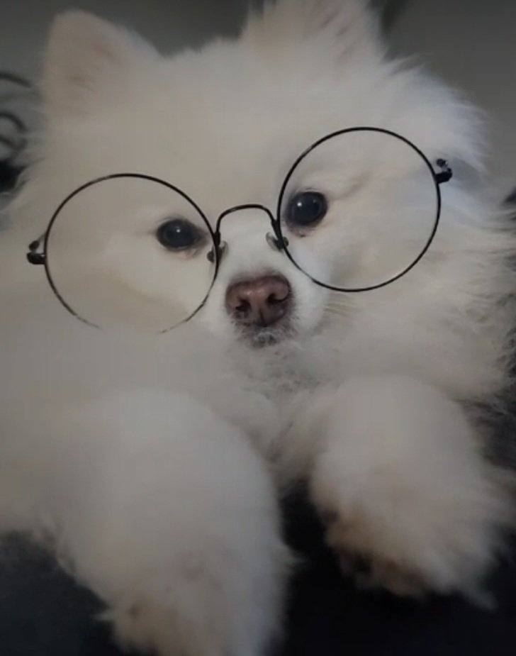 👓
#PokemonWindsWaves