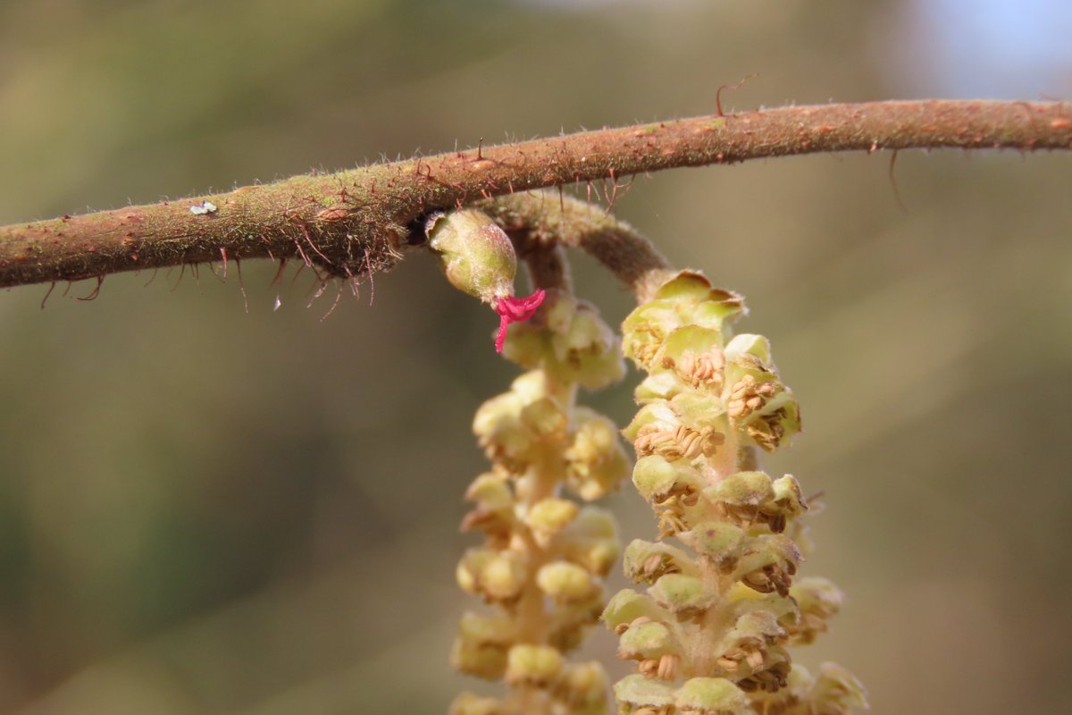 Donna Rainey tweet media