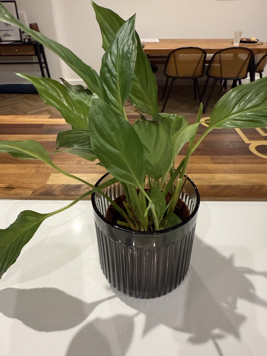 leaforbeshunt's tweet photo. My plant’s a good representation of a term teaching. You get to the end, knackered, haven’t really taken care and you’re gone! Weeks holiday, bit of care and before you know it you’re back. Well… not back, some things are still wrecked, but there’s enough to go again! #teaching https://t.co/U1c5JXrklq