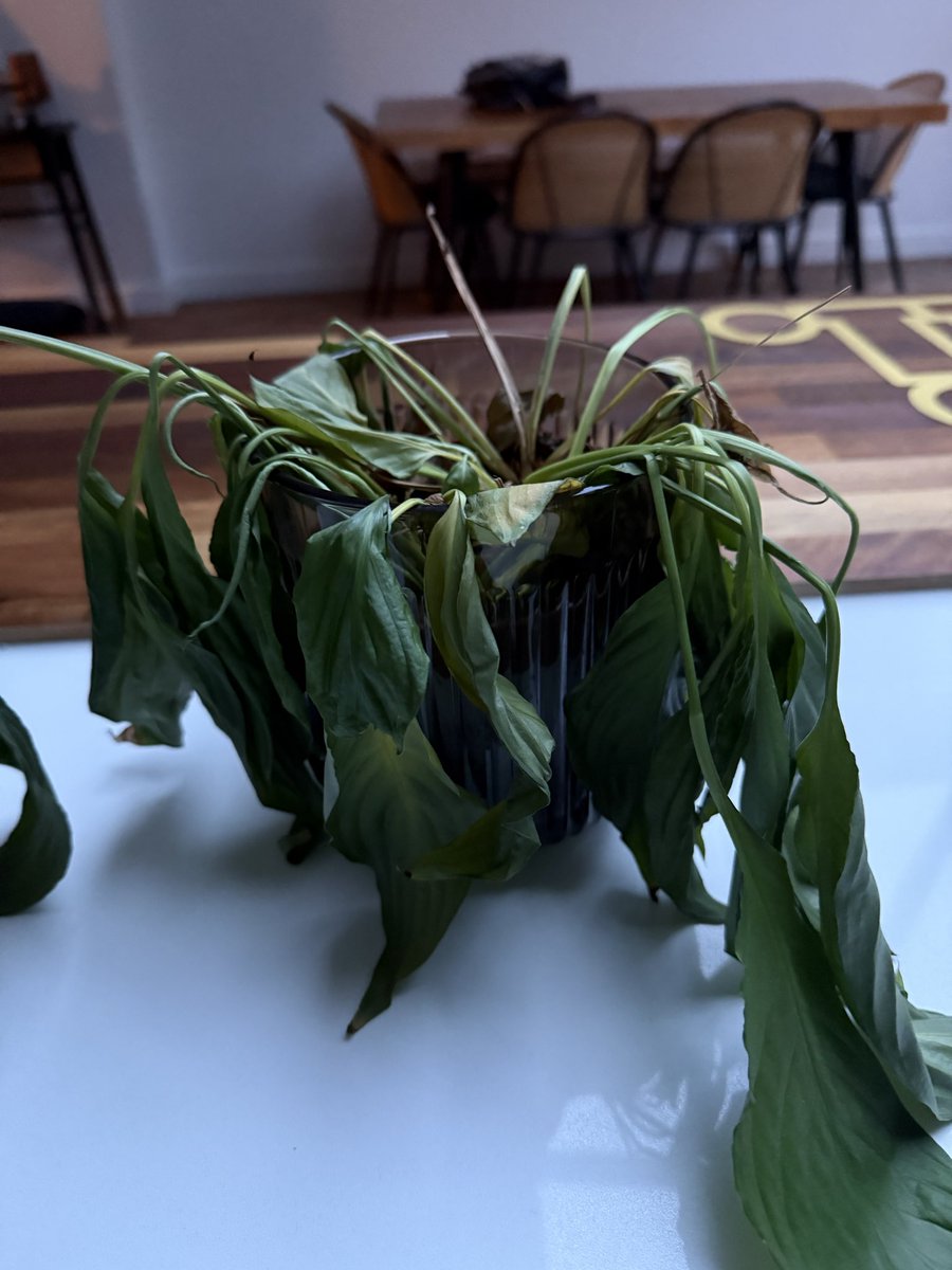 leaforbeshunt's tweet photo. My plant’s a good representation of a term teaching. You get to the end, knackered, haven’t really taken care and you’re gone! Weeks holiday, bit of care and before you know it you’re back. Well… not back, some things are still wrecked, but there’s enough to go again! #teaching https://t.co/U1c5JXrklq
