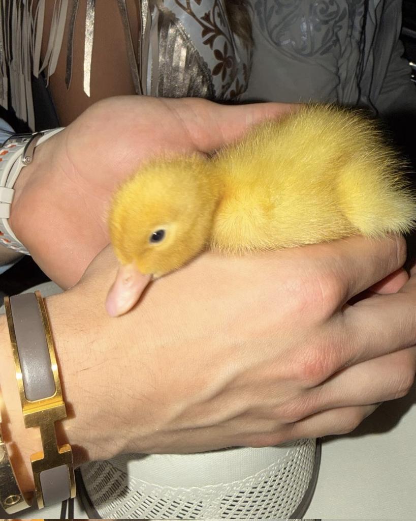 🐣✨️ Patito Juan