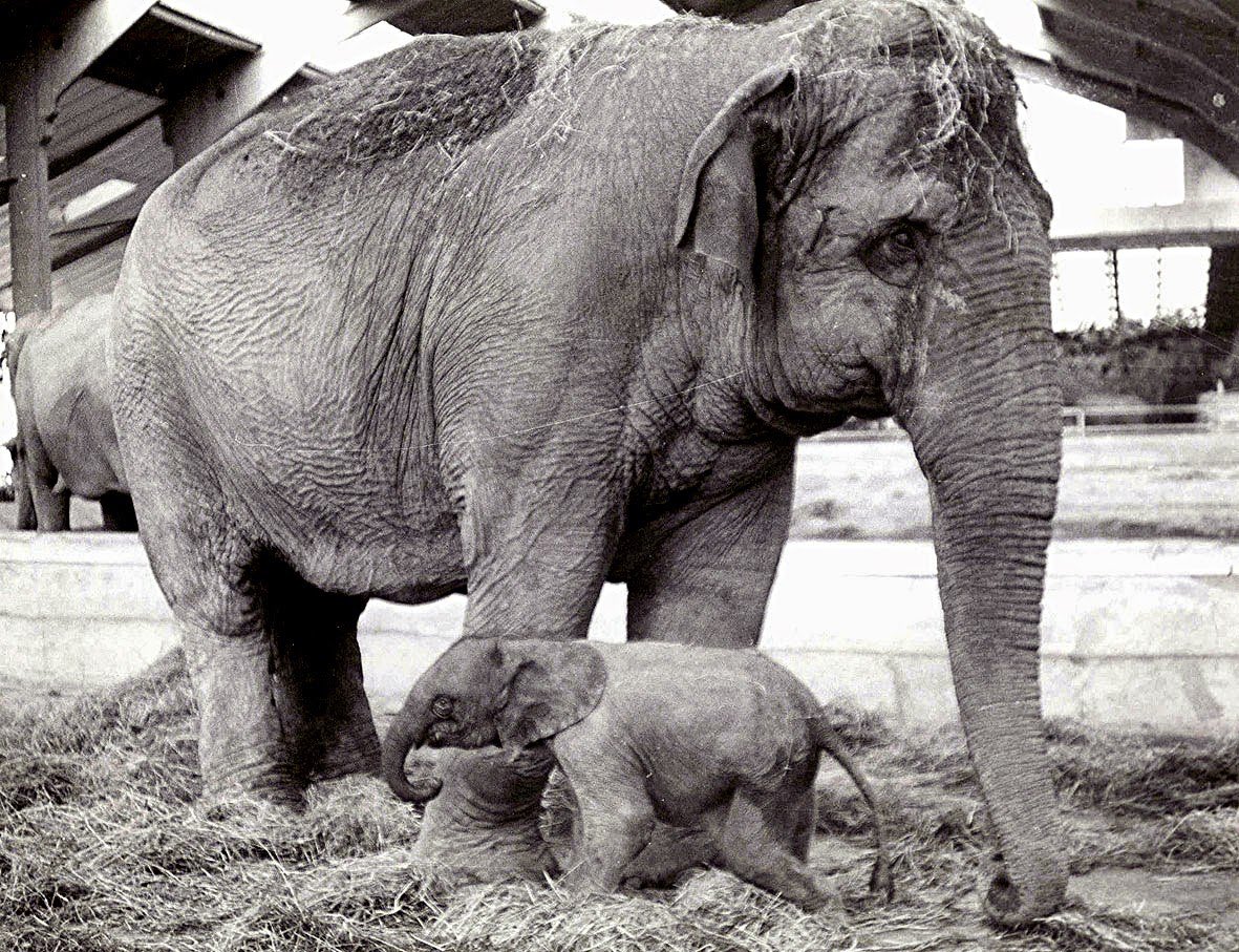 happysnapper64's tweet photo. @CaptainRonaldus @WarriorNight007 Many zoos on the past kept a mixture of the two. Chester Zoo in England had a calf born from an Asian mother (Sheba) and African father(Jumbolino). https://t.co/esKZ5iVafN