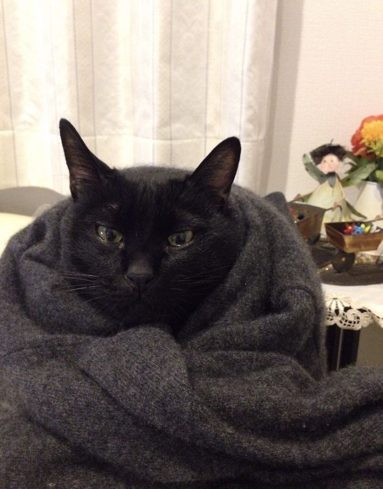 Black cats are not bad luck (@visualscat) on Twitter photo 