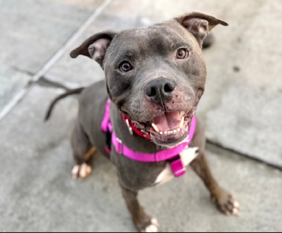 MorgFairsdogs tweet picture