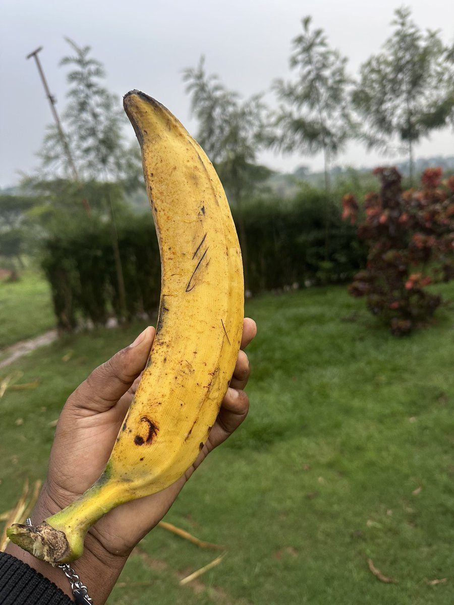 Novine Farm 🧑‍🌾 tweet media