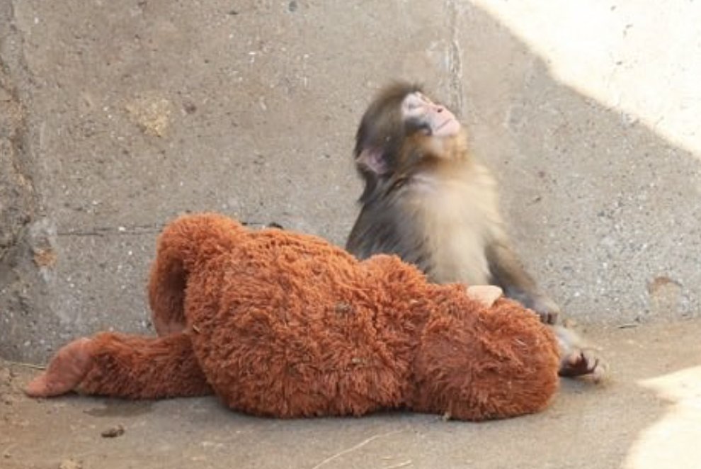 akshi ^᪲᪲ tweet media