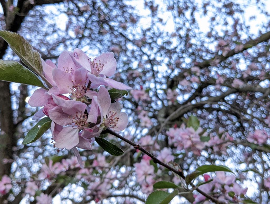 firstflower🌻🩷 tweet media