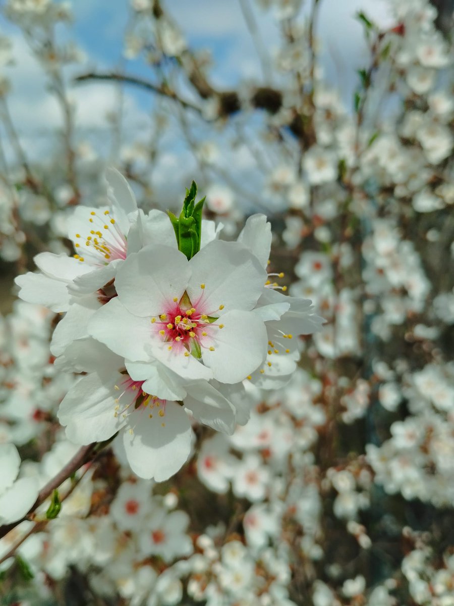 Salvar Hortaleza tweet media