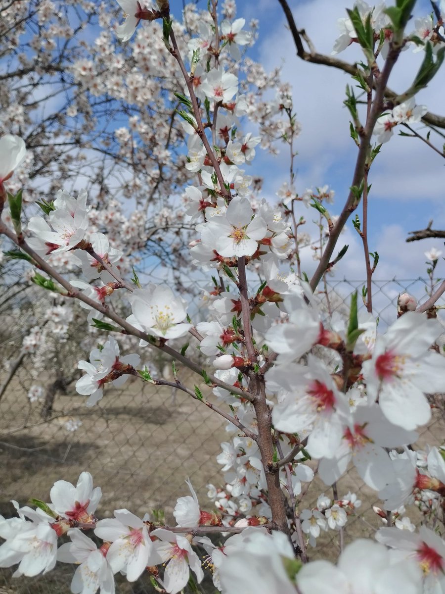 Salvar Hortaleza tweet media