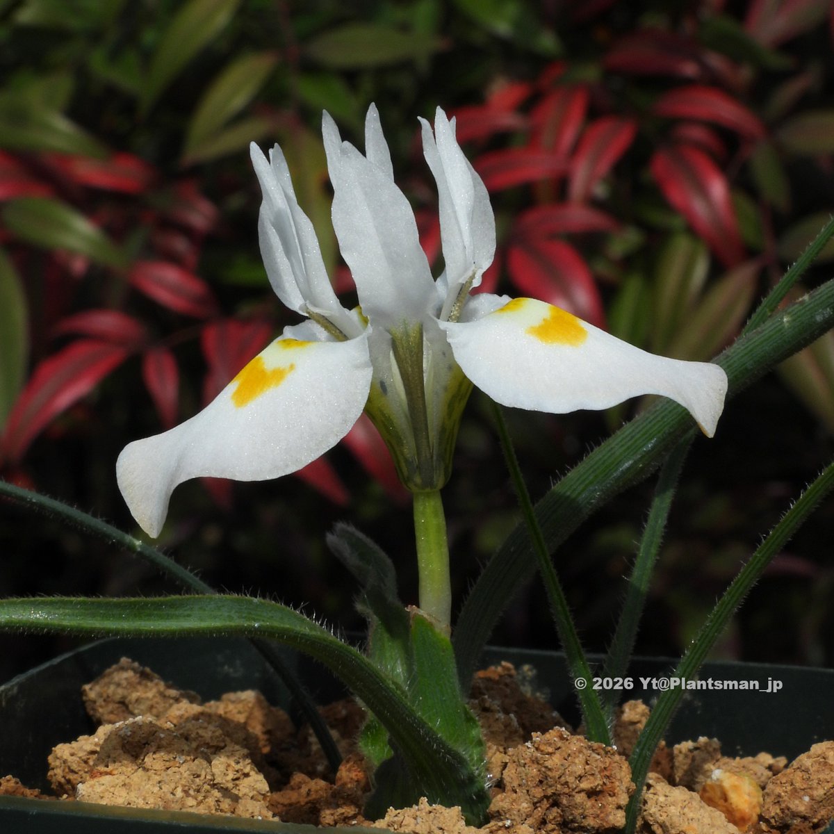 Plantsman_jp's tweet photo. #Moraea macronyx
South Africa, Western Cape, Bo Swaarmoed.
#モラエア #モレア https://t.co/nDhsYAdgFL