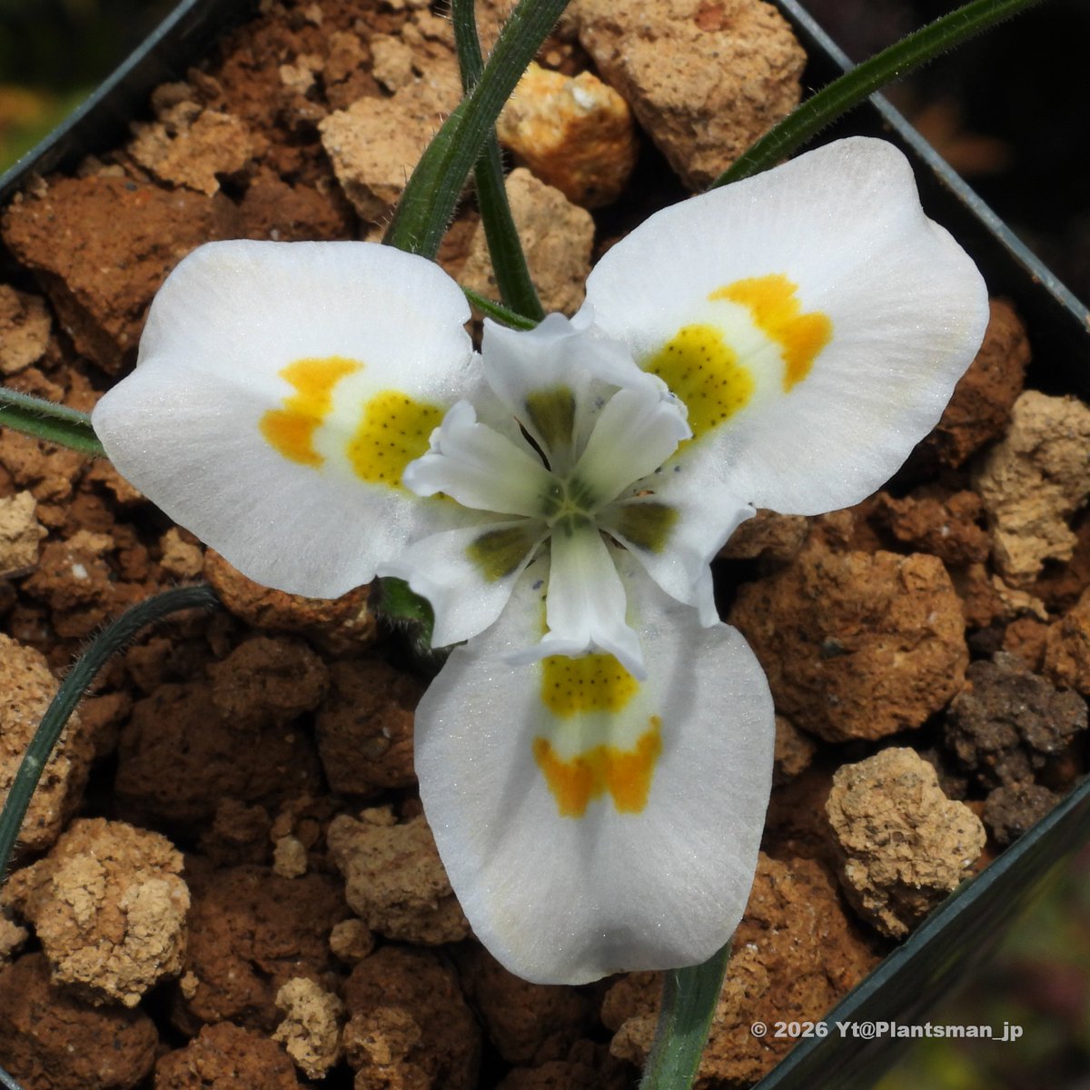 Plantsman_jp's tweet photo. #Moraea macronyx
South Africa, Western Cape, Bo Swaarmoed.
#モラエア #モレア https://t.co/nDhsYAdgFL
