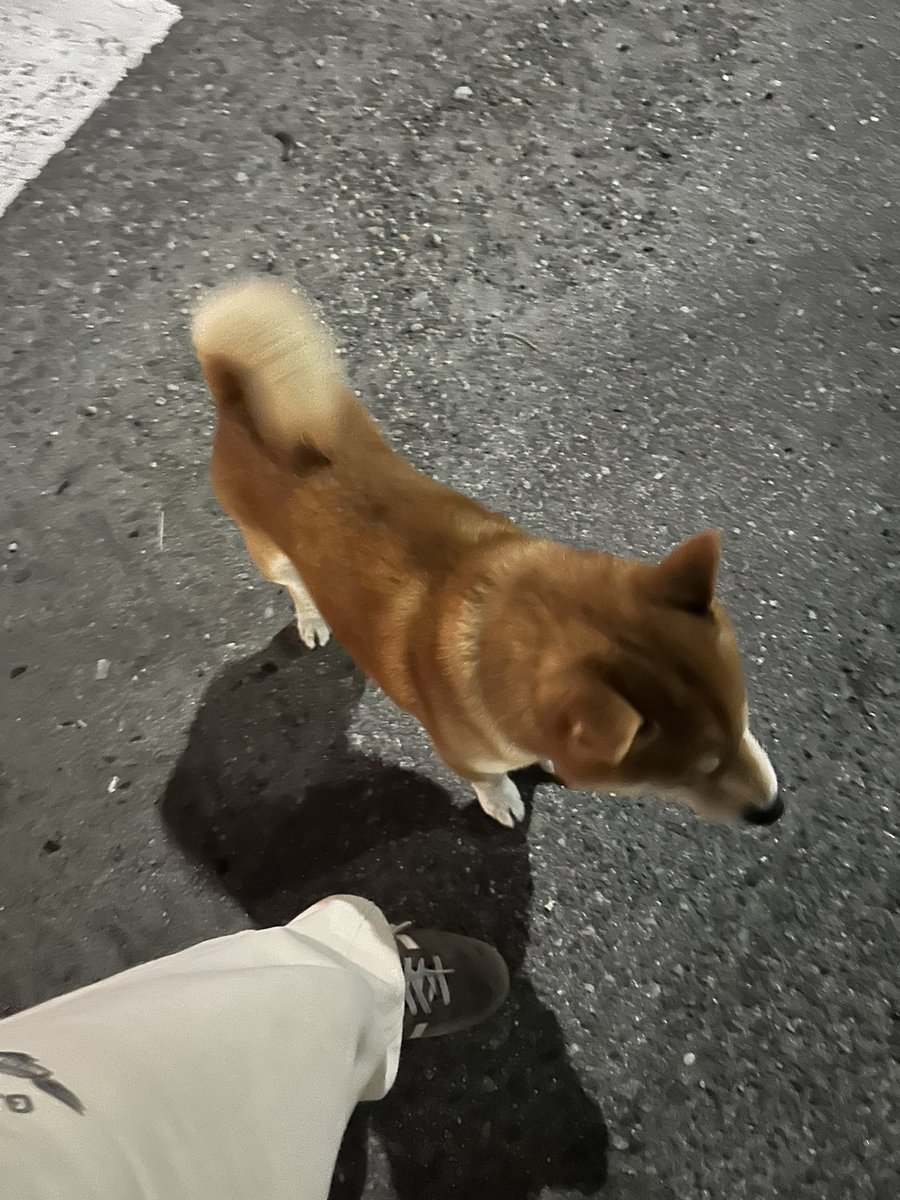 521xx's tweet photo. 3/2 3:50ごろ
愛知県東海市名和町三番割中３１−６
吉野家、びっくりドンキーのある名和町の交差点で迷子の柴犬を保護しました。警察の方に連絡して東海警察署で預かってもらってます。
無事に飼い主様の元へ帰れますように！
#東海警察署
#迷子犬
#柴犬
#拡散希望 https://t.co/btgkYi1dQa