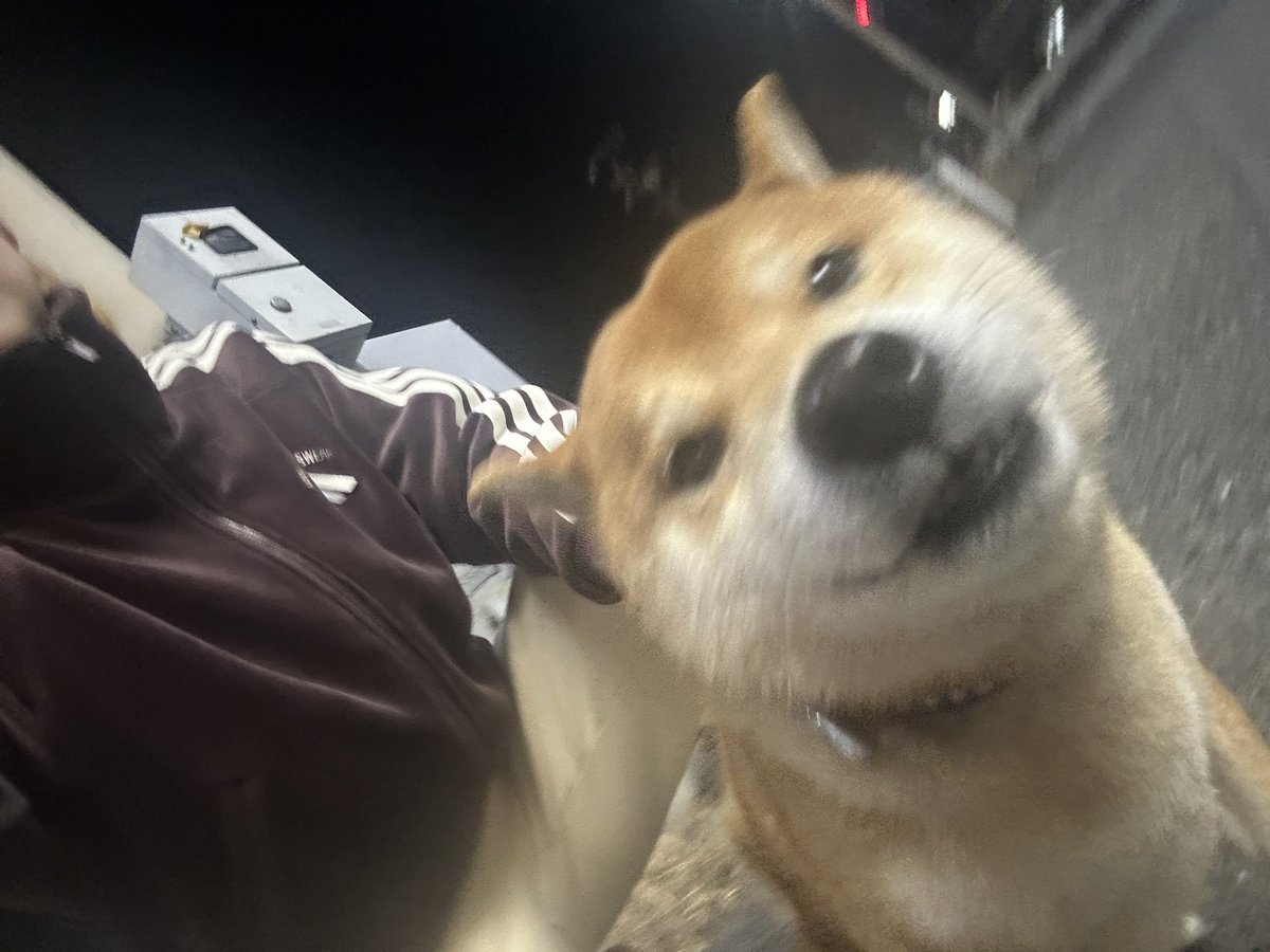 521xx's tweet photo. 3/2 3:50ごろ
愛知県東海市名和町三番割中３１−６
吉野家、びっくりドンキーのある名和町の交差点で迷子の柴犬を保護しました。警察の方に連絡して東海警察署で預かってもらってます。
無事に飼い主様の元へ帰れますように！
#東海警察署
#迷子犬
#柴犬
#拡散希望 https://t.co/btgkYi1dQa