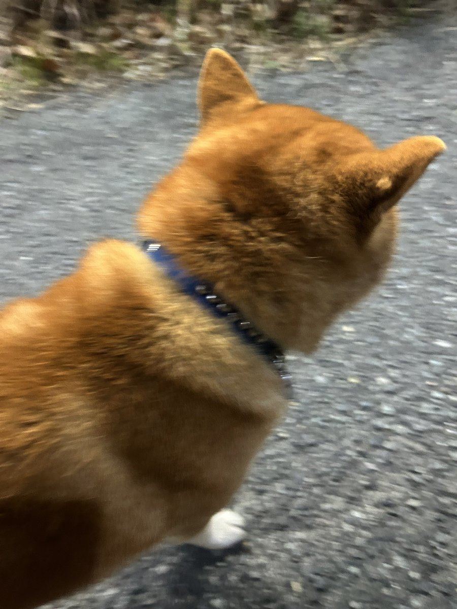 521xx's tweet photo. 3/2 3:50ごろ
愛知県東海市名和町三番割中３１−６
吉野家、びっくりドンキーのある名和町の交差点で迷子の柴犬を保護しました。警察の方に連絡して東海警察署で預かってもらってます。
無事に飼い主様の元へ帰れますように！
#東海警察署
#迷子犬
#柴犬
#拡散希望 https://t.co/btgkYi1dQa