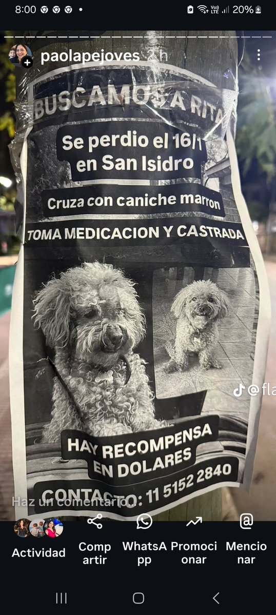 Una linda perrita perdida. Dale RT.