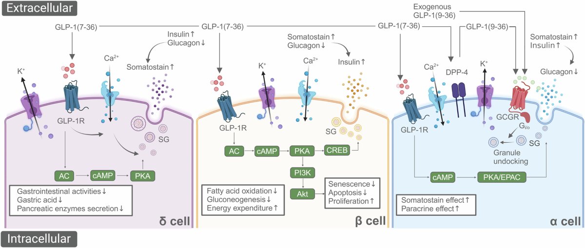 Michael R Scoma MD tweet media